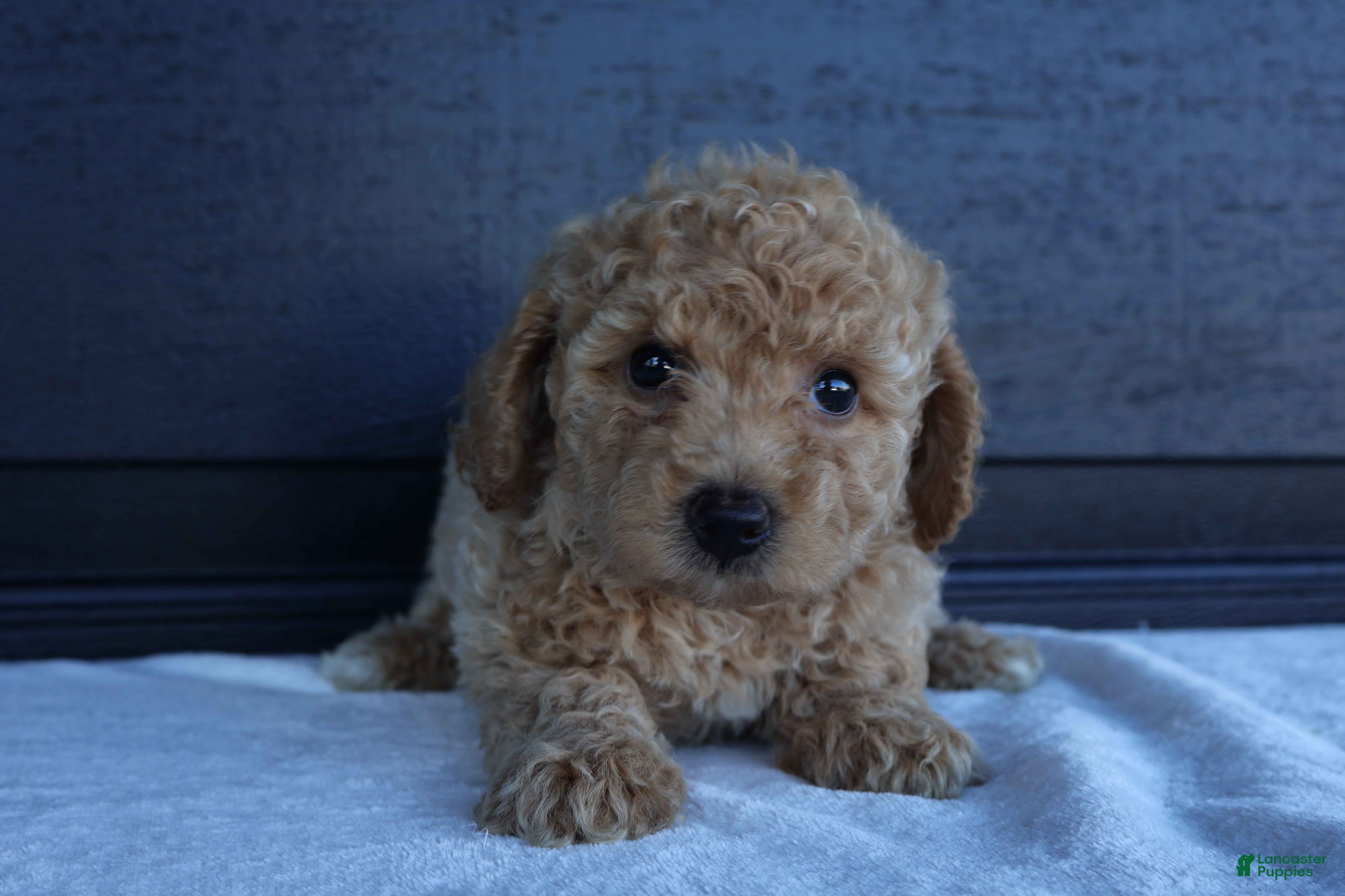 Bichpoo dogs Sally - Ad 2