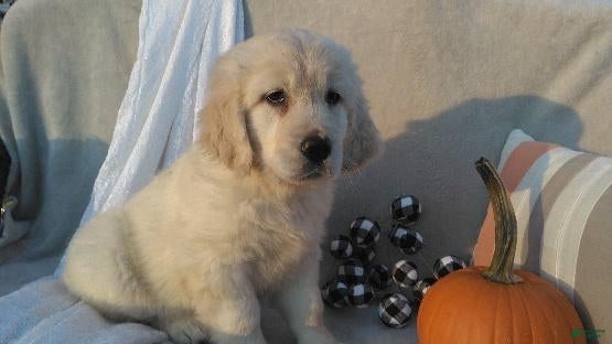 Golden Retriever dogs for sale: Annabelle - Ad 1