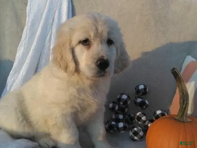 Golden Retriever dogs for sale: Annabelle - Ad 1
