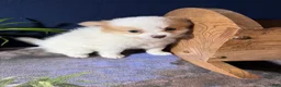 Pomeranian dogs for sale: Rudy - Ad 4
