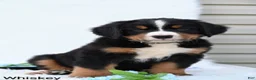 Bernese Mountain Dog dogs for sale: Whiskey  - Ad 4