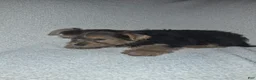 Shorkie dogs for sale: Resse  - Ad 8