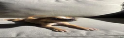 Chihuahua dogs for sale: Spencer  - Ad 3