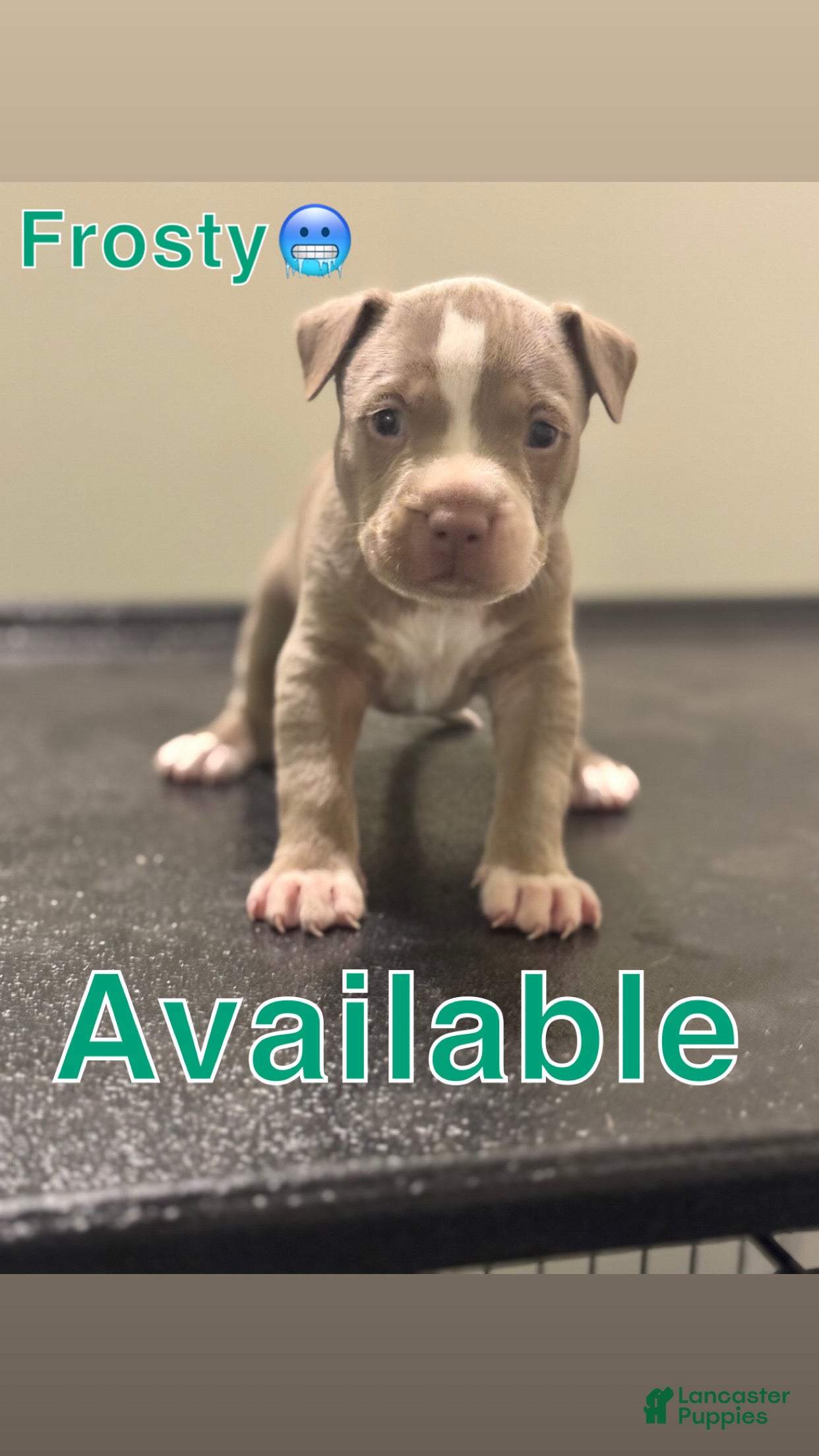 American Pit Bull Terrier dogs American Pit Bull Terrier Puppy 1 - Ad 6
