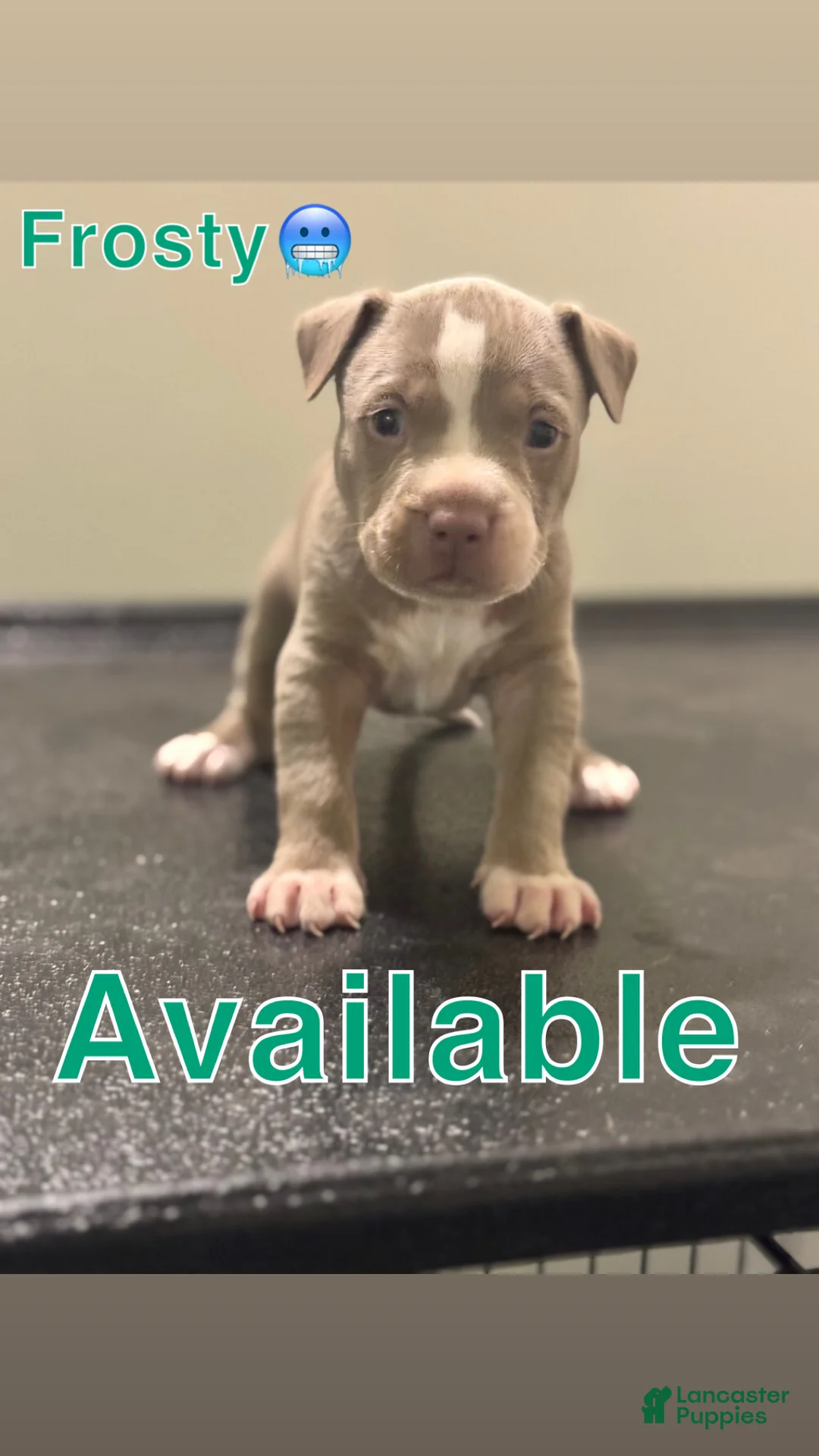 American Pit Bull Terrier dogs for sale: American Pit Bull Terrier Puppy 1 - Ad 1