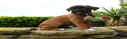 Boxer dogs for sale: Taffy - Ad 1