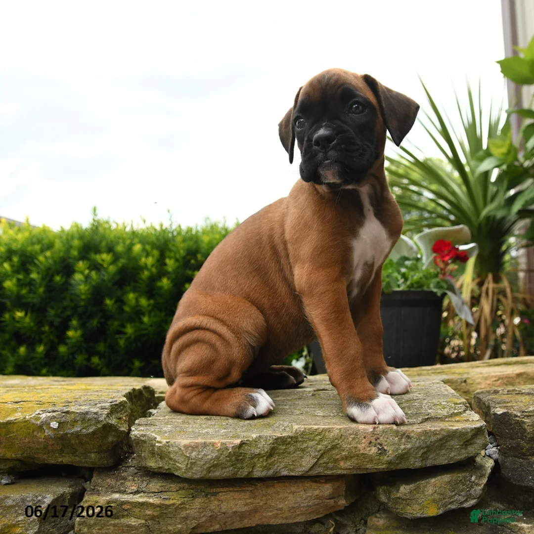 Boxer dogs for sale: Taffy - Ad 1