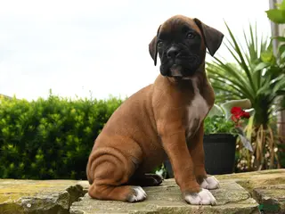 Boxer dogs for sale: Taffy - Ad 4