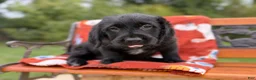 Labradoodle dogs for sale: Curtis (Boy) - Ad 4