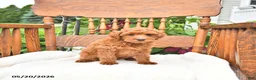 Mini Goldendoodle dogs for sale: Ripley - Ad 2