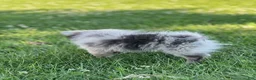 Pomeranian dogs for sale: Bluey - Ad 9