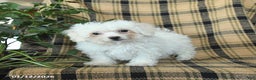 Bichon Frise dogs for sale: Avalon - Ad 4