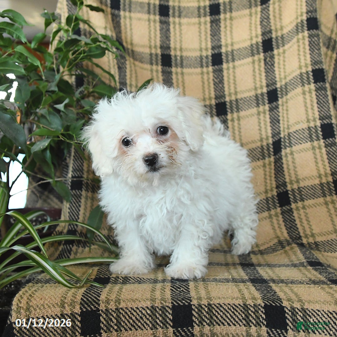 Bichon Frise dogs for sale: Avalon - Ad 4