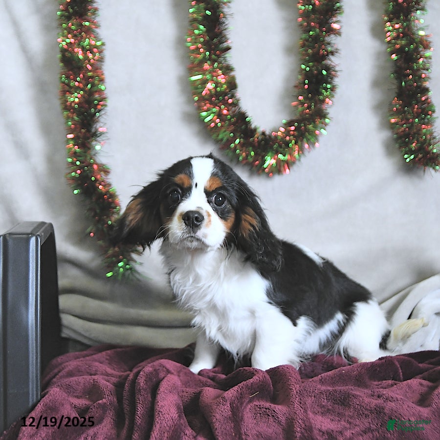 Cavalier King Charles Spaniel dogs Bentley - Ad 3