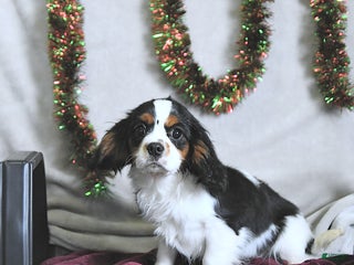 Cavalier King Charles Spaniel dogs Bentley - Ad 3