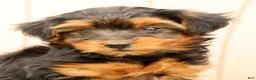 Morkie dogs for sale: Debora - Ad 9