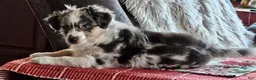 Miniature Australian Shepherd dogs for sale: Miniature Australian Shepherd Puppy 2 - Ad 7