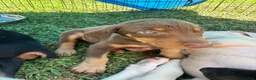 Doberman Pinscher dogs for sale: Doberman Pinscher 1 - Ad 2