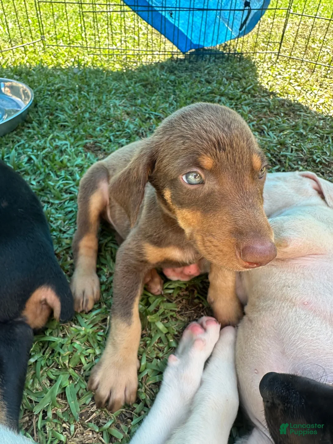 Doberman Pinscher dogs for sale: Doberman Pinscher 1 - Ad 2
