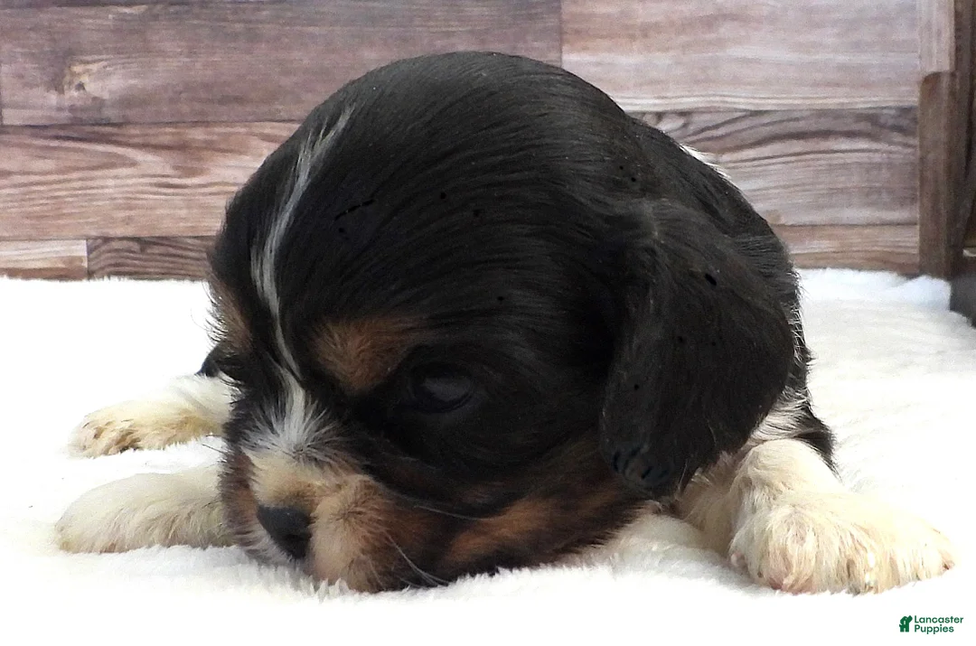 Mixed Breed dogs for sale: Cockalier #5 Male - Ad 2