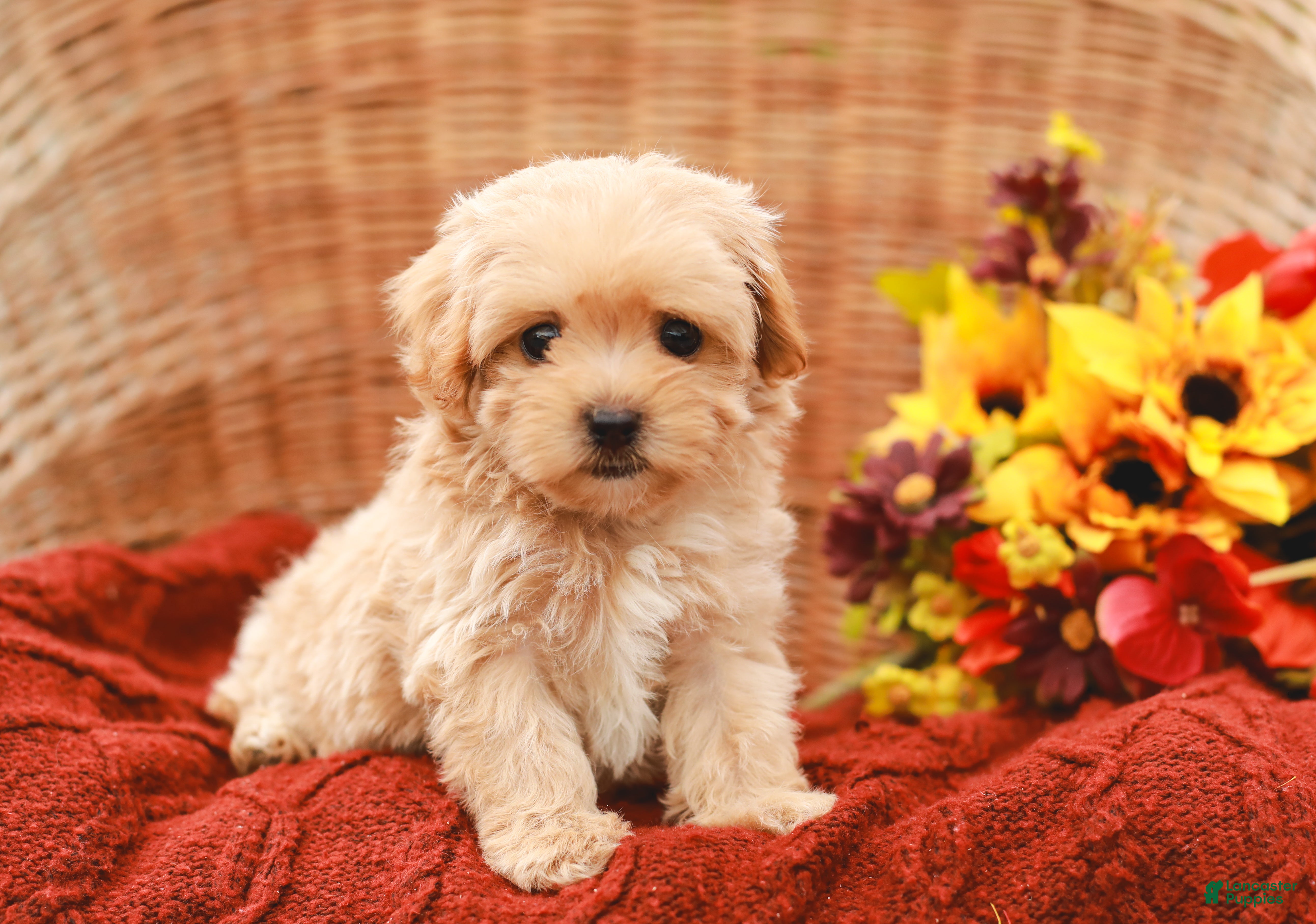 Jolene (Maltipoo, Female) in Holtwood, PA