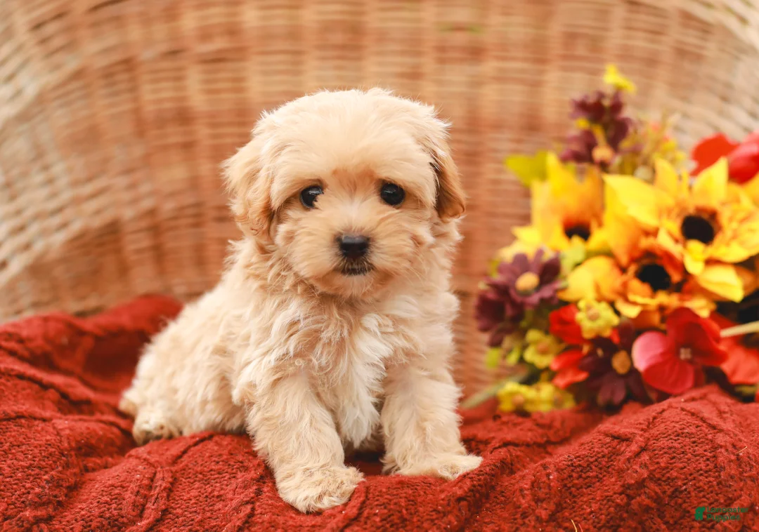 Maltipoo dogs for sale: Jolene - Ad 1
