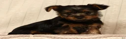 Yorkshire Terrier dogs for sale: Lonnie - Ad 4