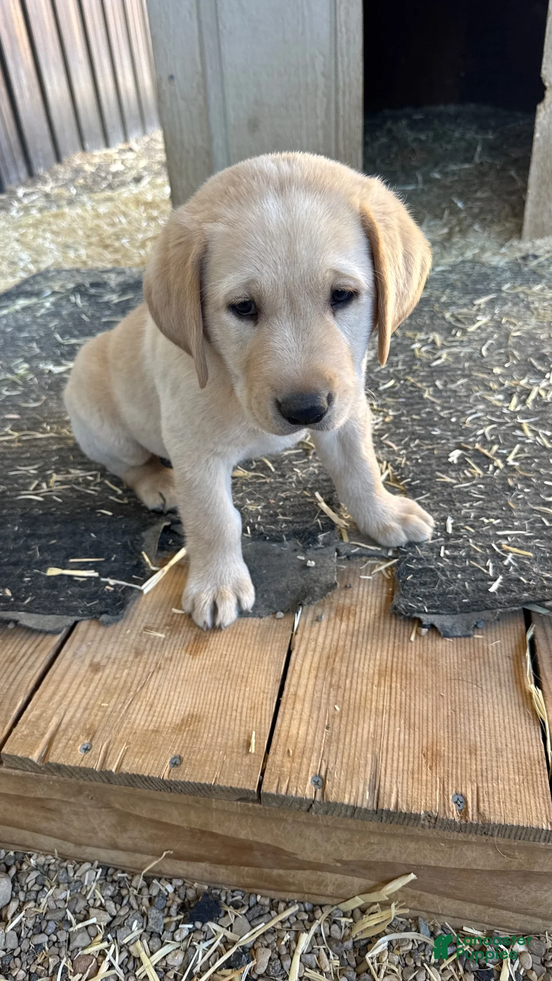 Labrador Retriever dogs for sale: Labrador Retriever 2 - Ad 2