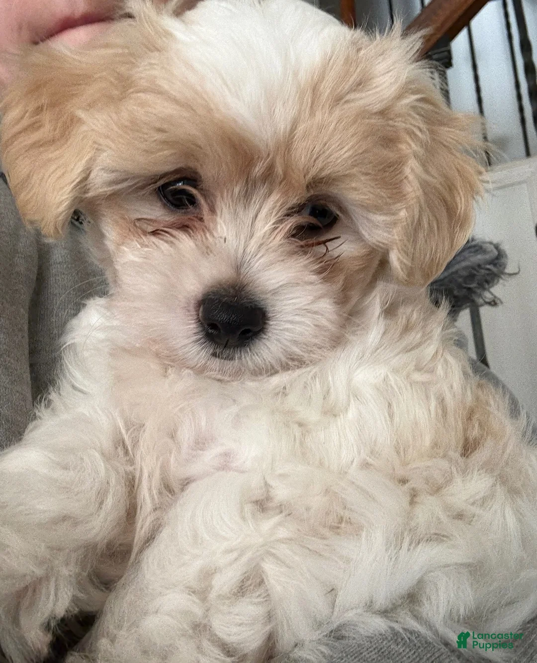 Maltipoo dogs for sale: Luca  - Ad 1