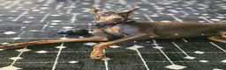 Mixed Breed dogs for sale: Mixed Breed 8 - Ad 2