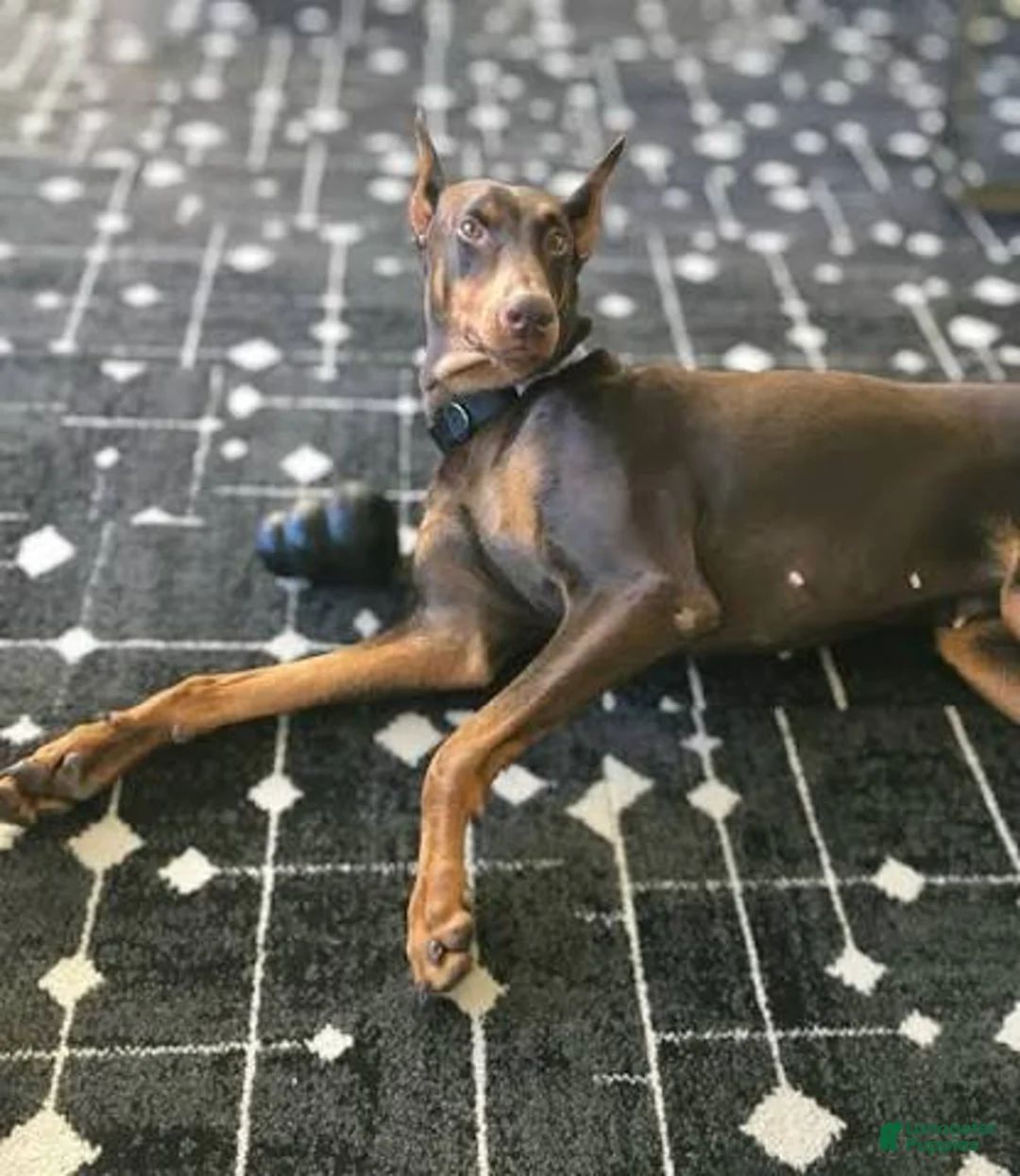 Mixed Breed dogs for sale: Mixed Breed 8 - Ad 2