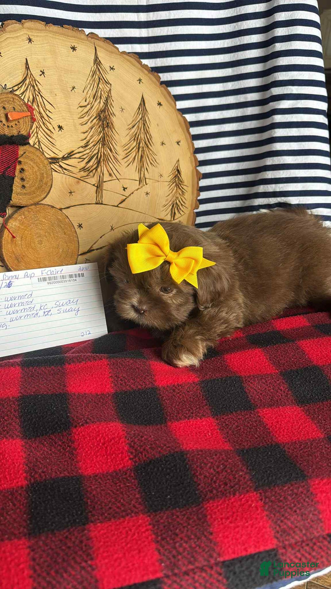 Shih Tzu dogs for sale: Summer - Ad 1