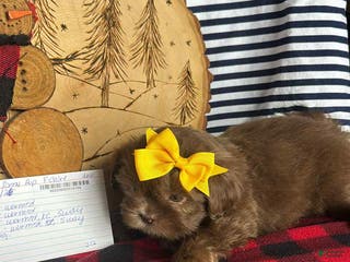 Shih Tzu dogs Summer - Ad 24