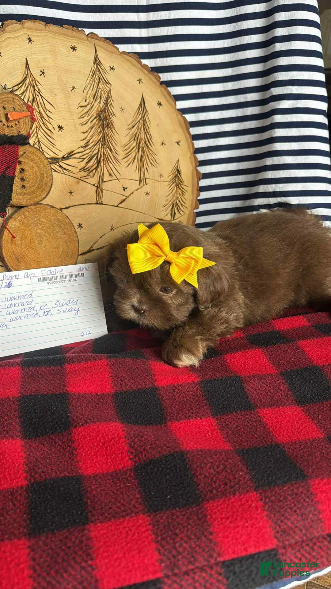 Shih Tzu dogs for sale: Summer - Ad 1