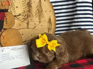 Shih Tzu dogs Summer - Ad 25