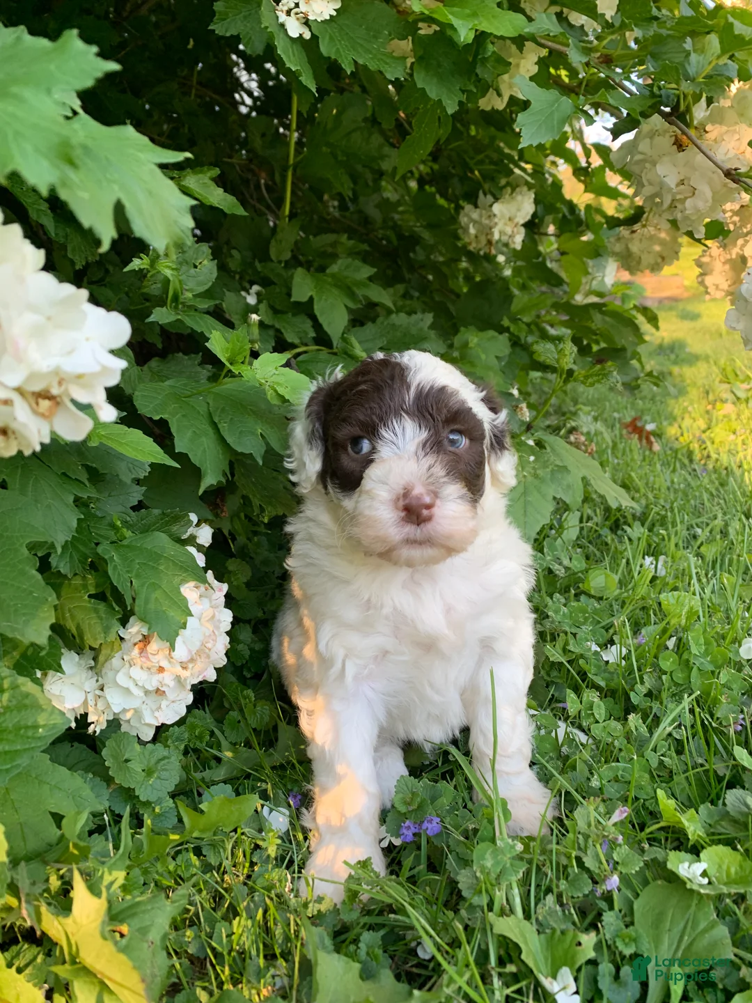 Portuguese Water Dog dogs for sale: Ivy - Ad 1