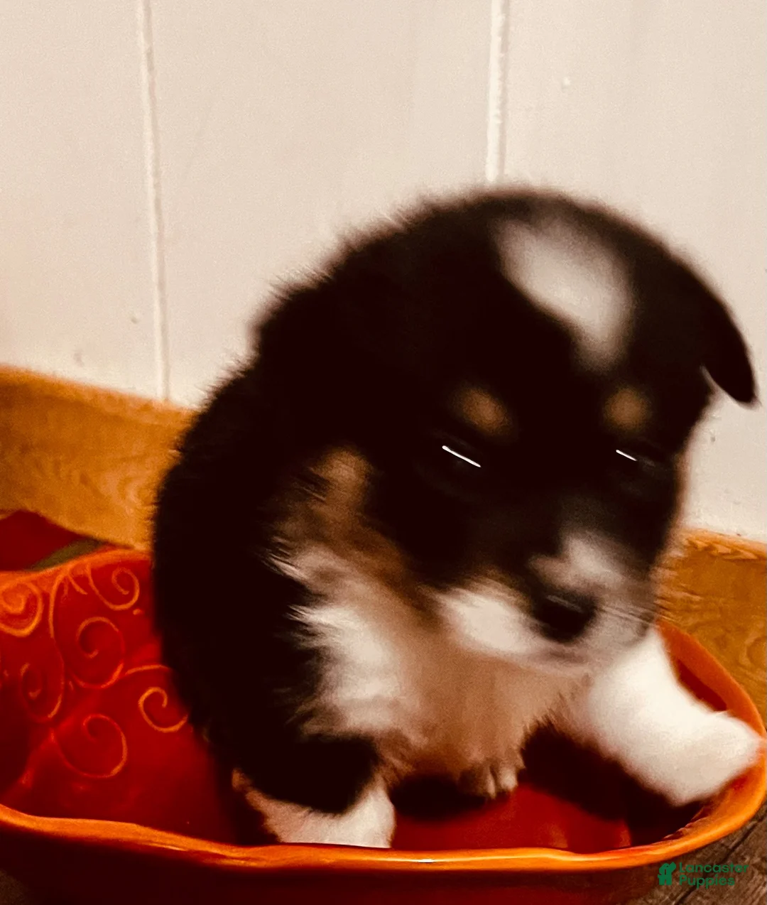 Welsh Corgi Pembroke dogs for sale: Welsh Corgi Pembroke 2 - Ad 1