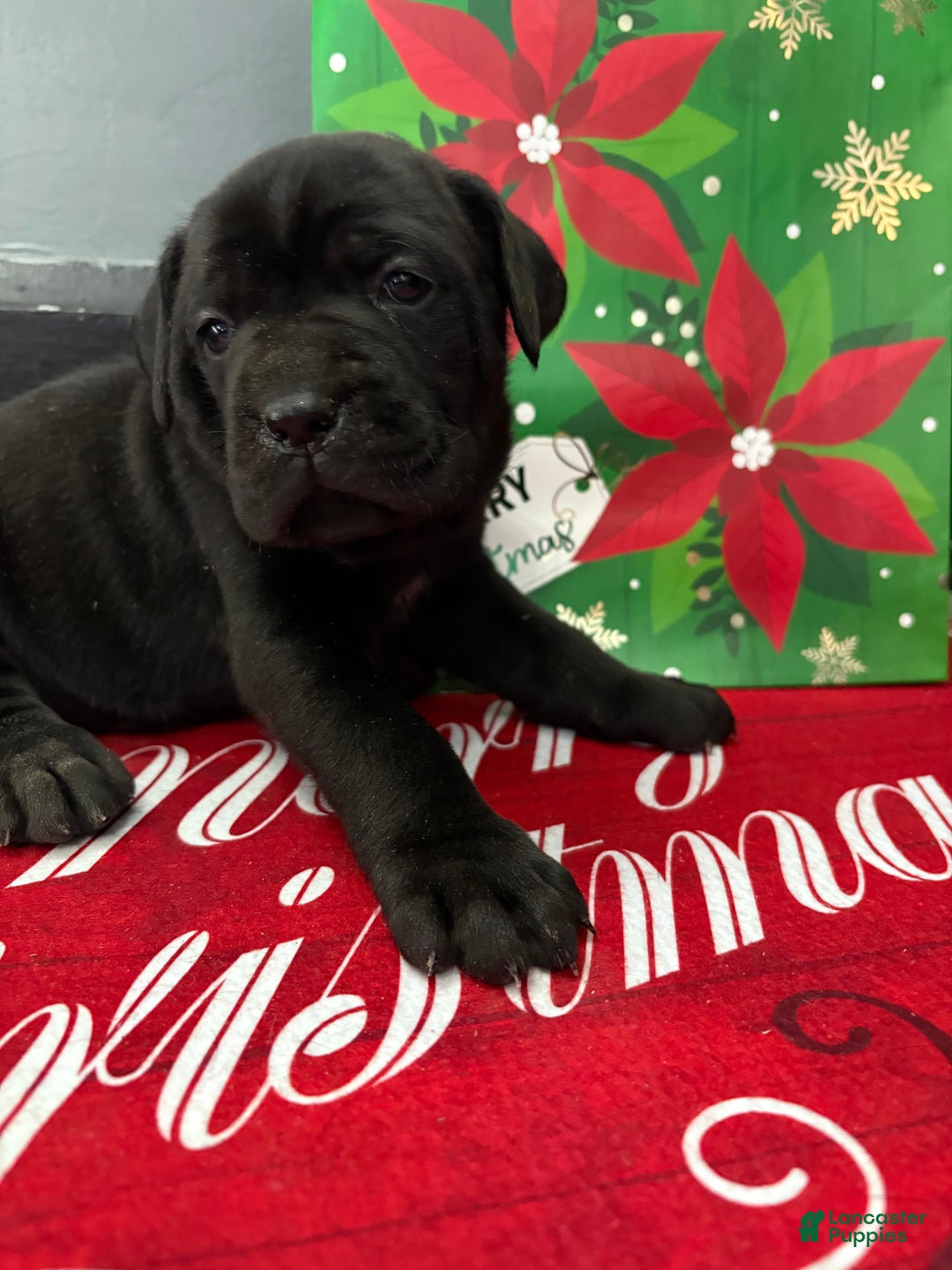 Cane Corso dogs for sale: Denali  - Ad 1