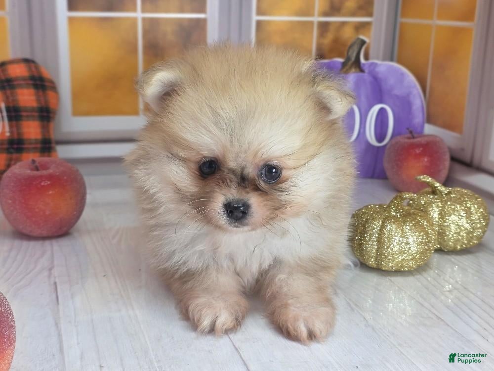 Apricot (Pomeranian, Female) in Whitwell, TN