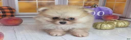 Pomeranian dogs for sale: Apricot - Orange Female Pomeranian - Ad 1