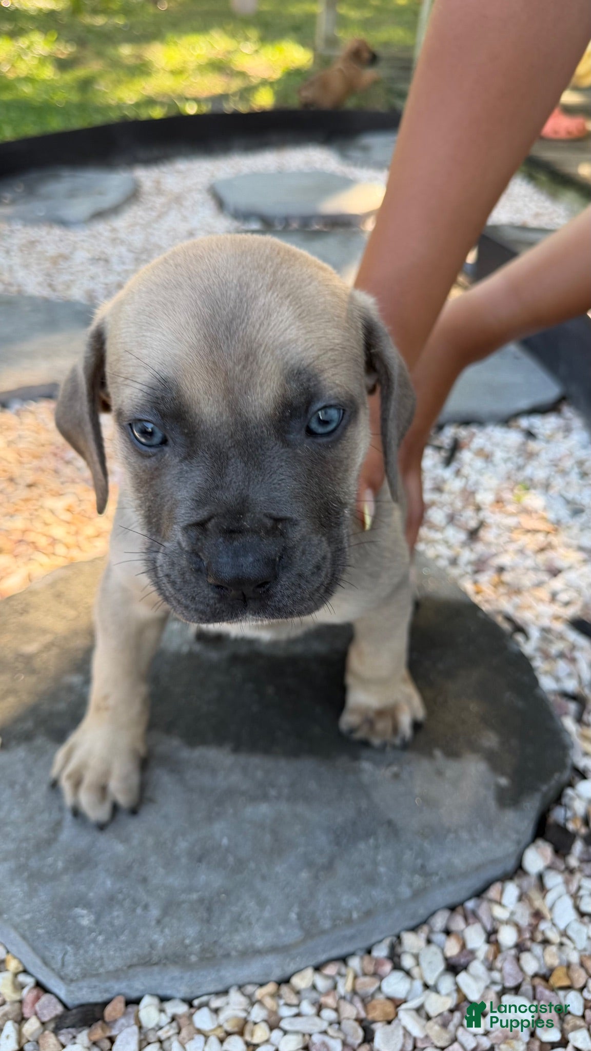 South African Boerboels dogs Blue - Ad 1