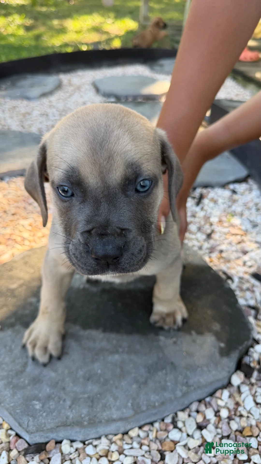 South African Boerboels dogs for sale: Blue - Ad 1