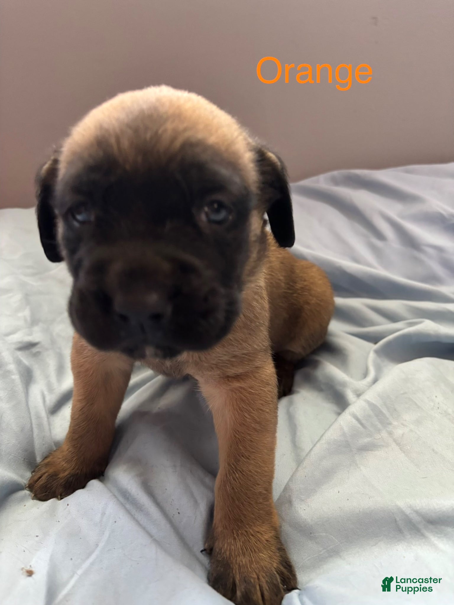 English Mastiff dogs Orange  - Ad 3