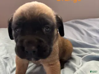 English Mastiff dogs Orange - Ad 3