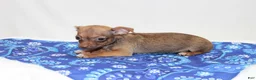 Chihuahua dogs for sale: Chihuahua 2 - Ad 2