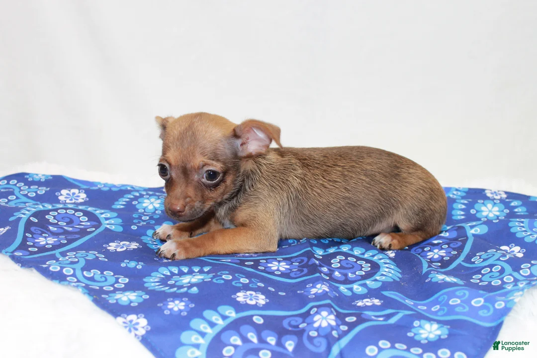 Chihuahua dogs for sale: Chihuahua 2 - Ad 2