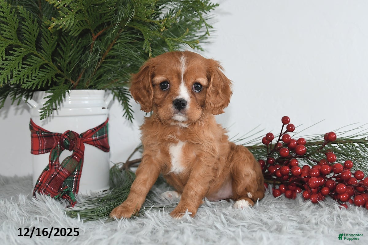 Cavalier King Charles Spaniel dogs Holly - Ad 29