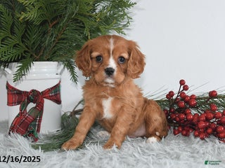 Cavalier King Charles Spaniel dogs Holly - Ad 29