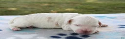 Mini Goldendoodle dogs for sale: Vlad - Ad 9