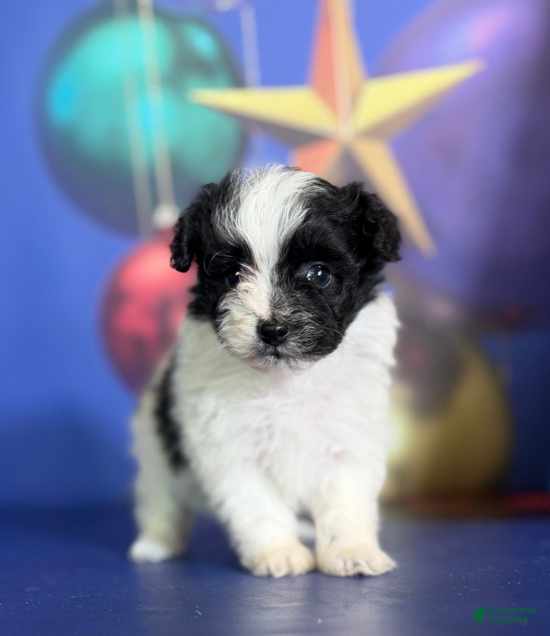 Pomapoo dogs for sale: Cruella - Ad 5